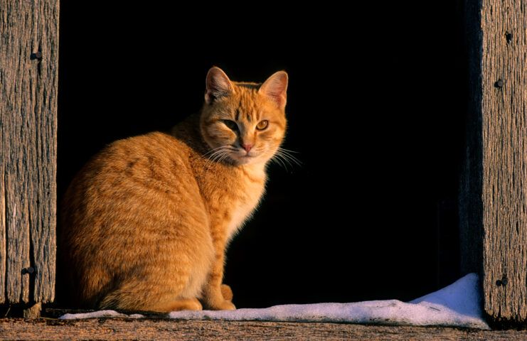 Barn Cat Program