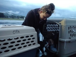 Monadnock Humane Society’s Canine Coordinator, Beth Doyle, transfers puppies from the crate OPA sent them in to MHS’ crate for the last leg of their journey to Swanzey.