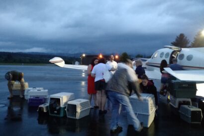 people loading or unloading pet crates from a private plane.