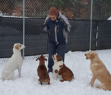 At dog daycare, Deb Watson asks four of her daycare clients to sit