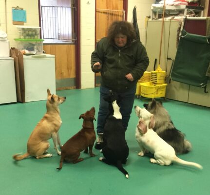 Linda Thompson practices a warm-up for The Dog Daycare Games with five dogs