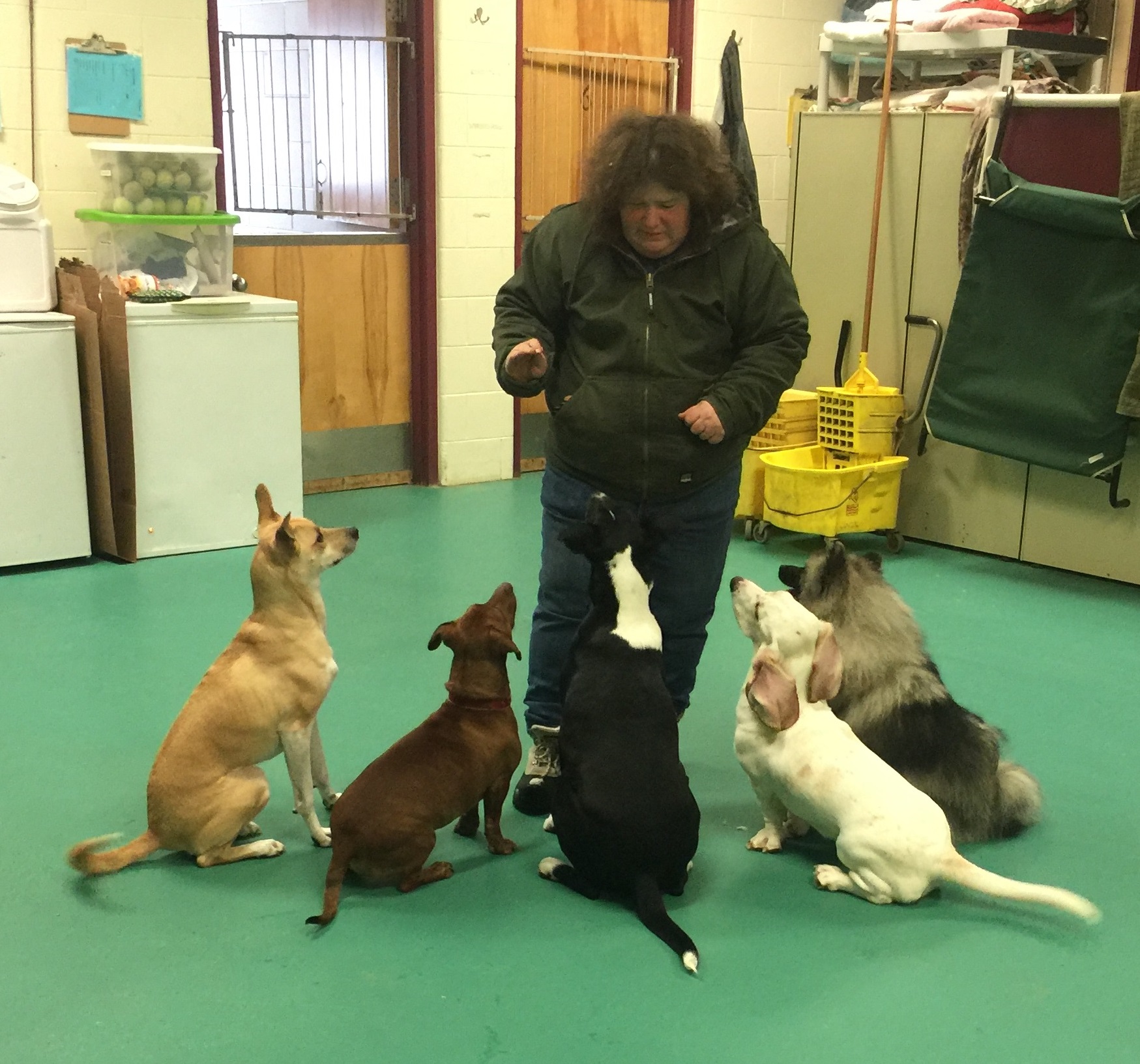 The Dog Daycare Games at Monadnock Humane Society