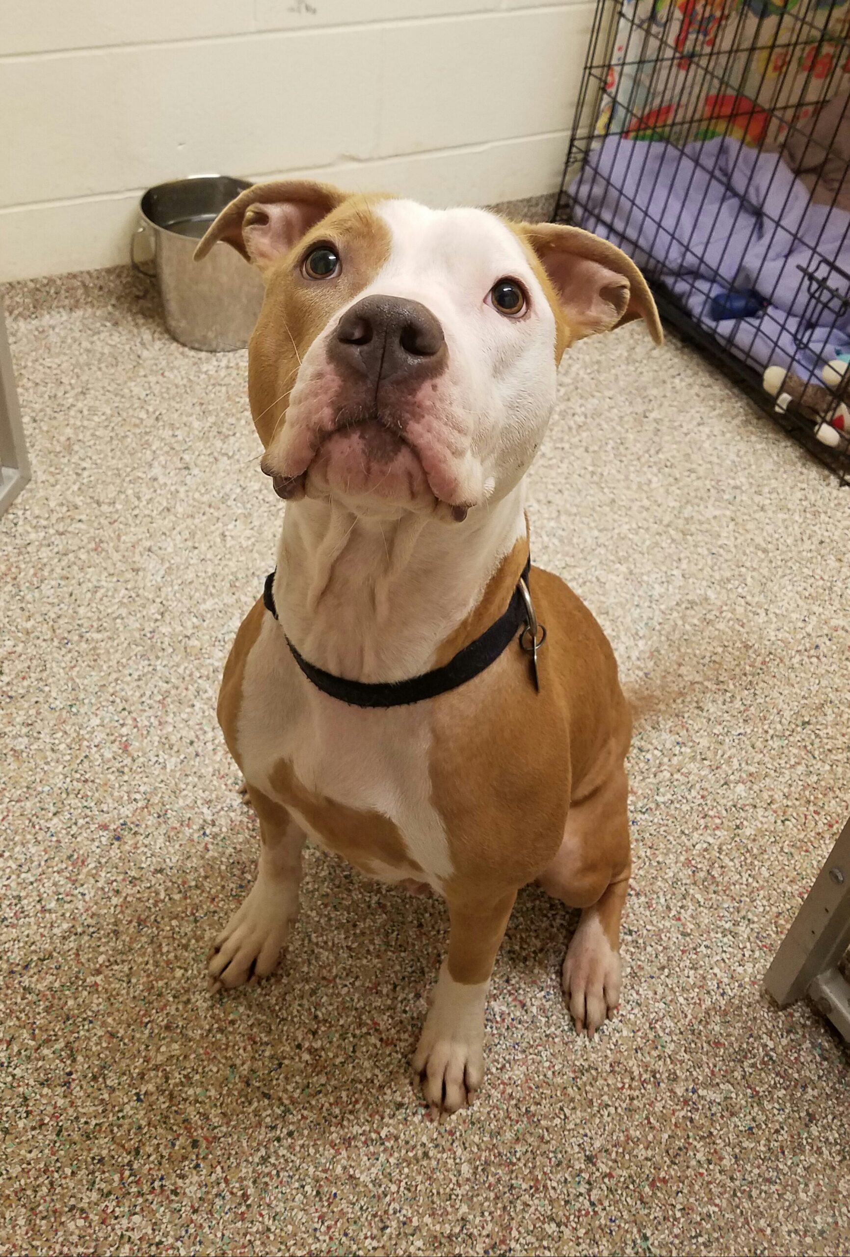 Adopt Nala at Monadnock Humane Society in Swanzey, NH