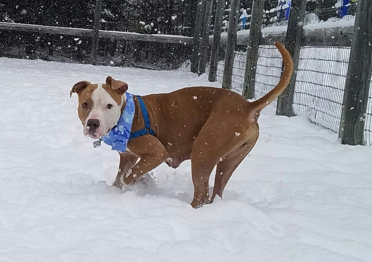Adopt Nala at Monadnock Humane Society in Swanzey, NH