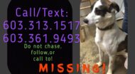 missing dog posting that says call/text two phone numbers do not chase follow or call to missing.