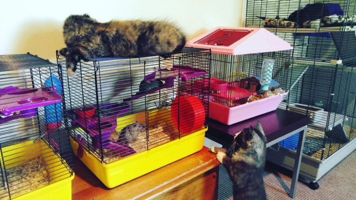 Some of the author's pets--a peaceable kingdom of rats, cats, and more.