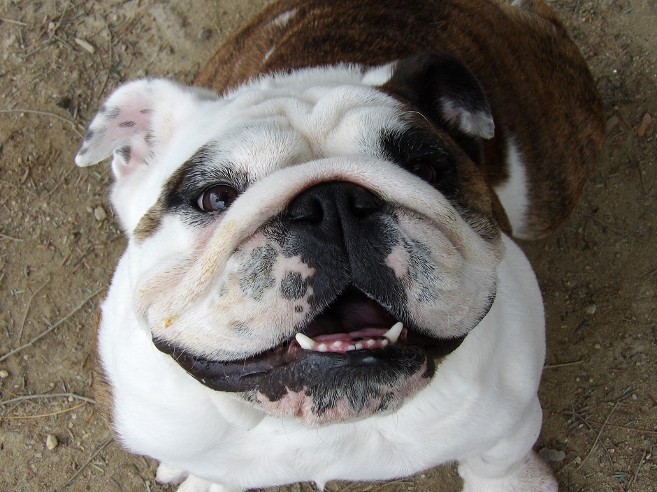 closeup of happy bulldog.