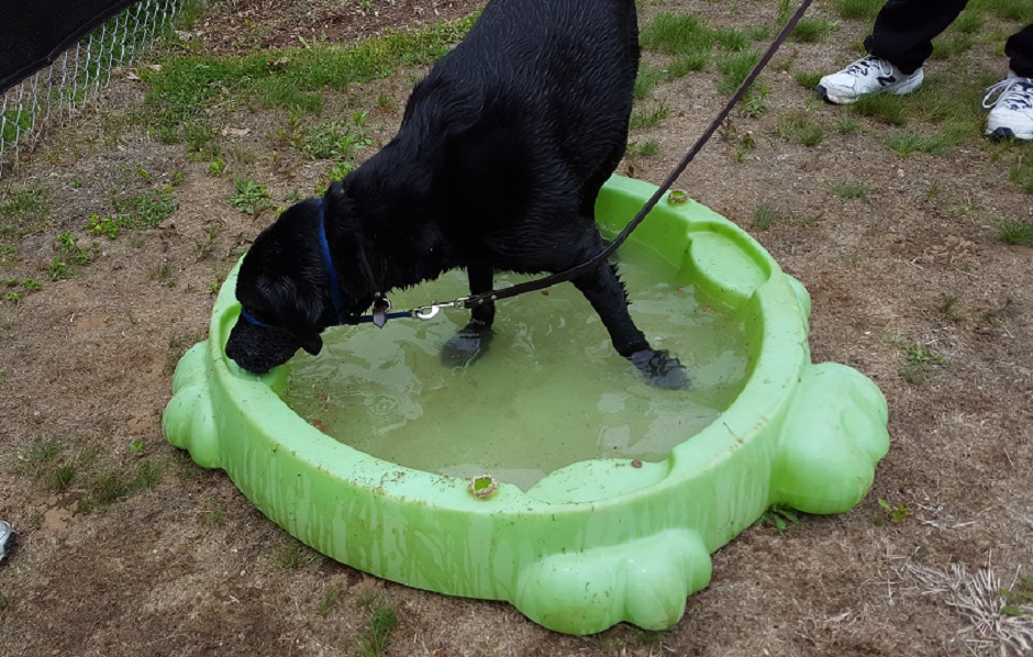 dog in a small kiddie pool outdoors.