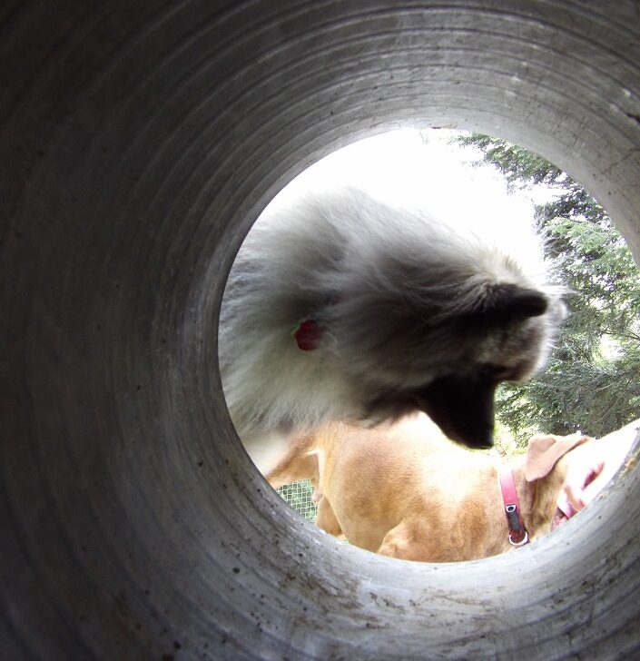dog at end of tunnel.