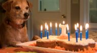 A dog in front of cake with candles.