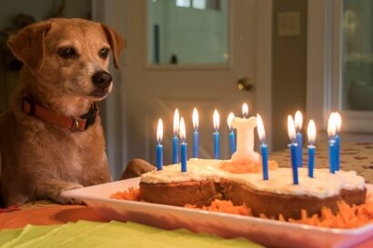 A dog in front of cake with candles.