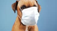 dog wearing surgical face mask.