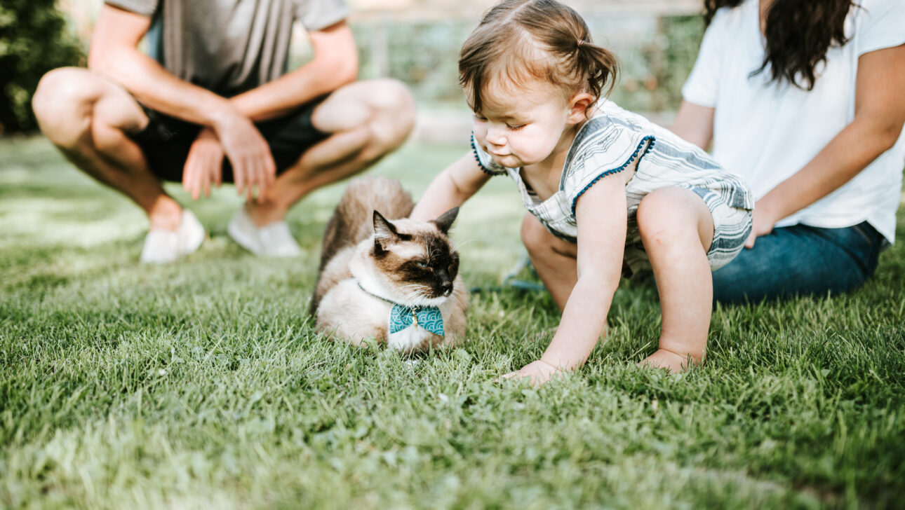 A baby petting a cat.