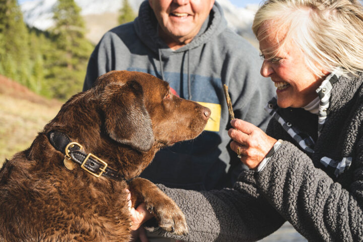 A brown dog waiting for a treat.