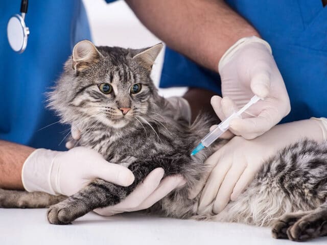 A cat receiving a vaccine.