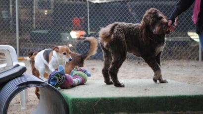 Dogs playing on a platform.