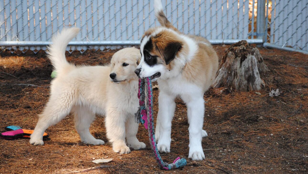 Two dogs outside with a toy rope.