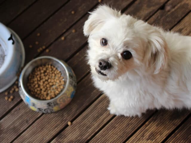 A dog next to a bowl of food.
