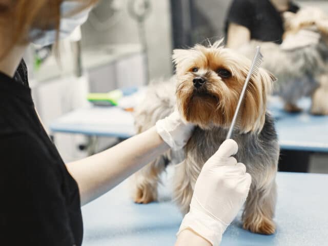 A person brushing a dog with a comb.