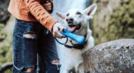 A person handing a dog a blue bone.