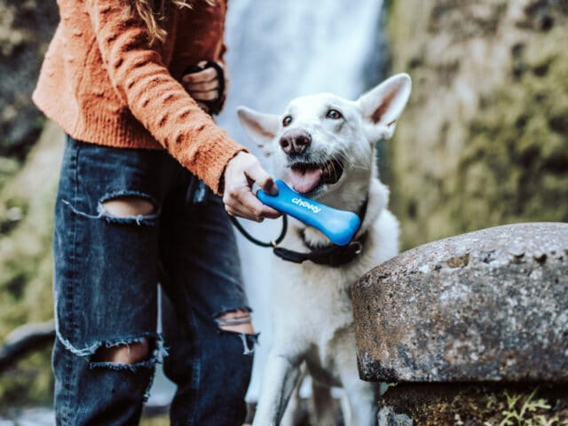 A person handing a dog a blue bone.