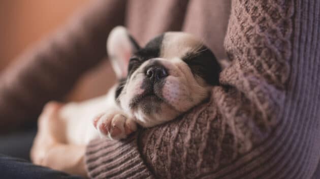 A dog sleeping in a person's arms.