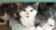 A gray and white kitten.