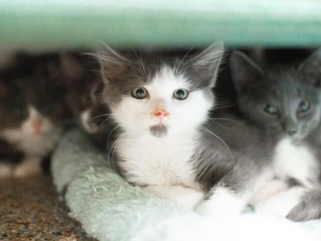 A gray and white kitten.