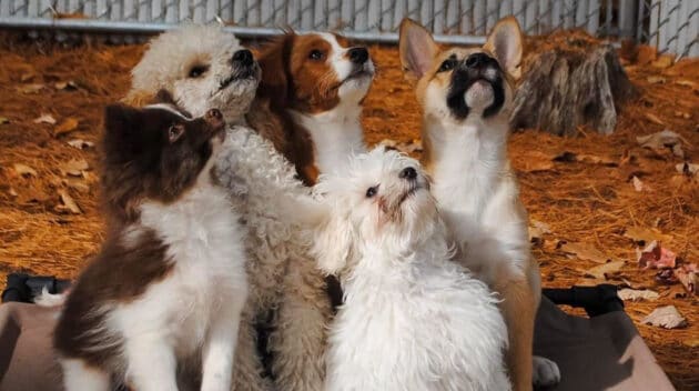 Five puppies looking up.