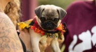 A person holding a pug.