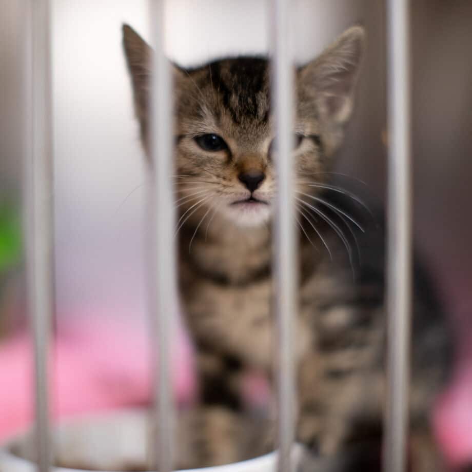 A kitten in a cage.