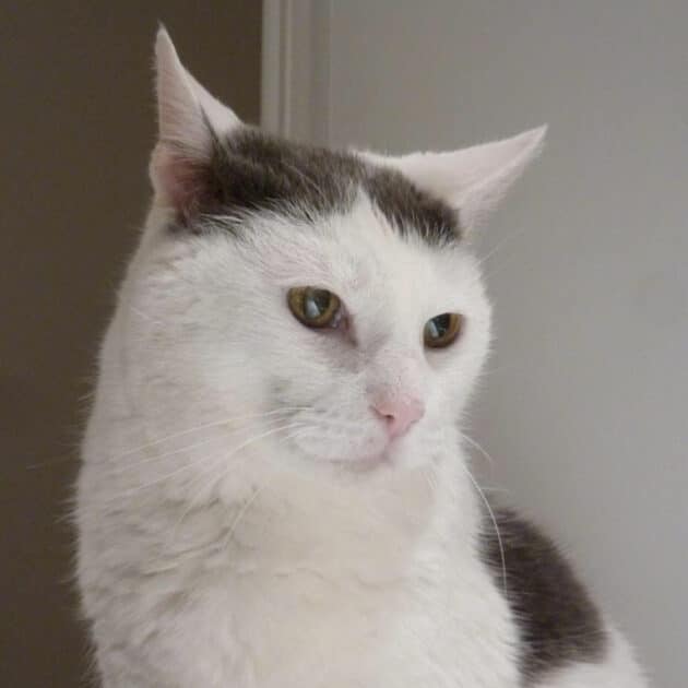 A white and gray cat named Madden.