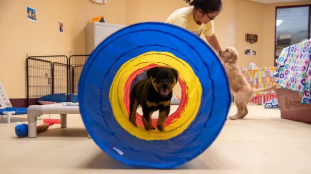 A puppy in a toy tunnel.