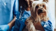 A veterinarian wearing blue scrubs holding a dog.