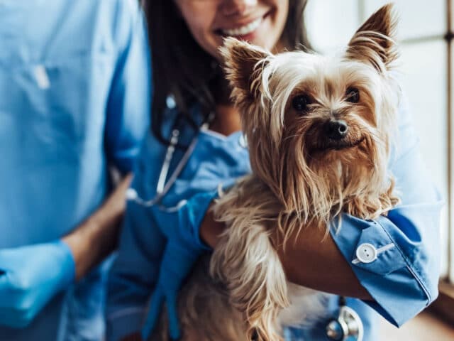 A veterinarian wearing blue scrubs holding a dog.