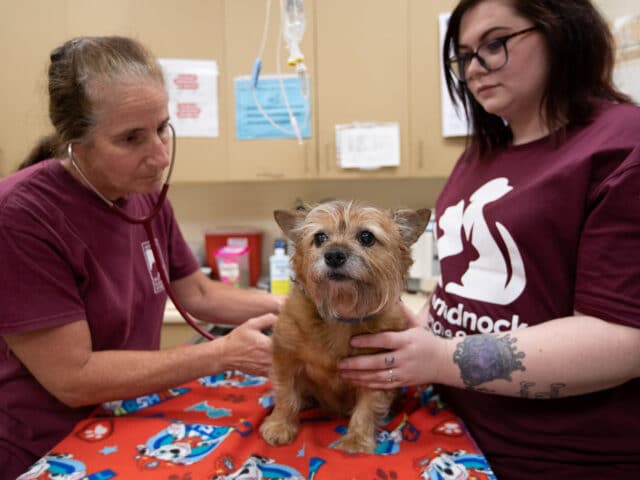 A veterinarian listening to a dog's heartbeat with a stethoscope.