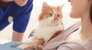 A veterinarian beside a woman holding a cat.