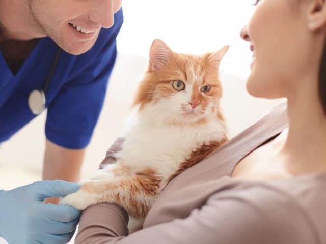 A veterinarian beside a woman holding a cat.