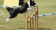 A dog jumping through an agility course.