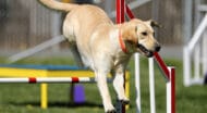 A Labrador Retriever jumping over agility equipment.