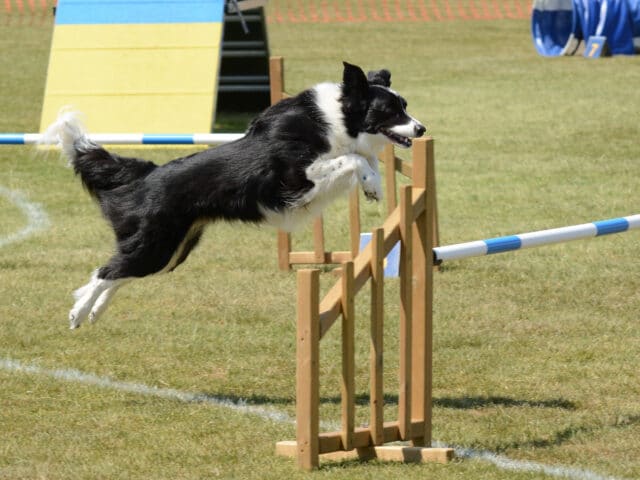 A dog jumping through an agility course.