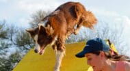 A Border Collie going through an agility course with a trainer.