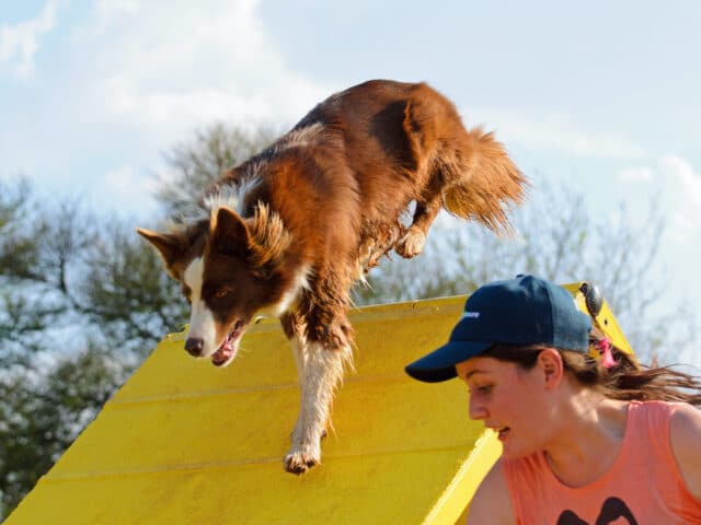 A Border Collie going through an agility course with a trainer.