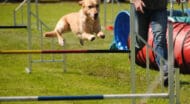 A dog running through an agility course with a trainer.