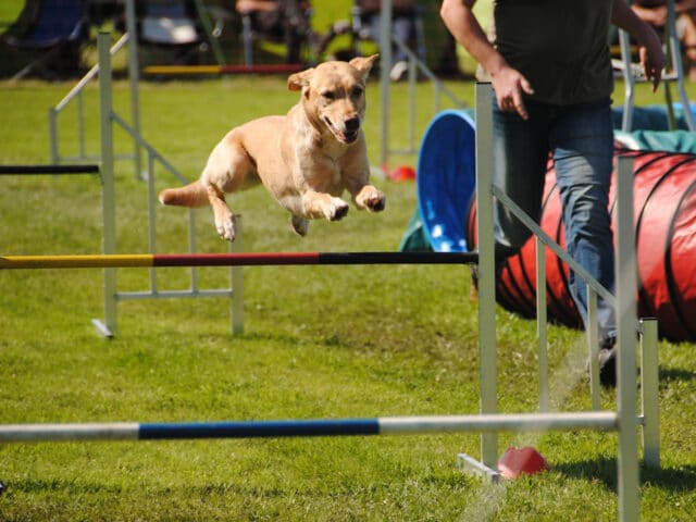 A dog running through an agility course with a trainer.