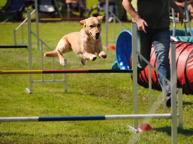 Dog hot sale agility run