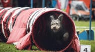 A dog running through a tunnel.