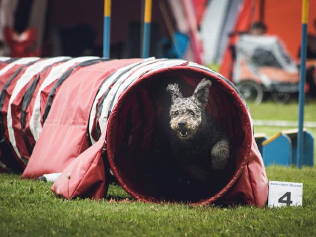 A dog running through a tunnel.