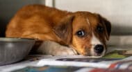 A puppy lying on magazine beside a food bowl.