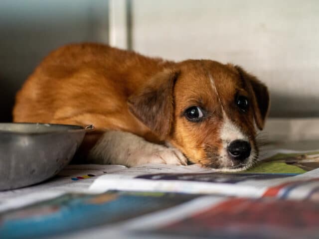 A puppy lying on magazine beside a food bowl.